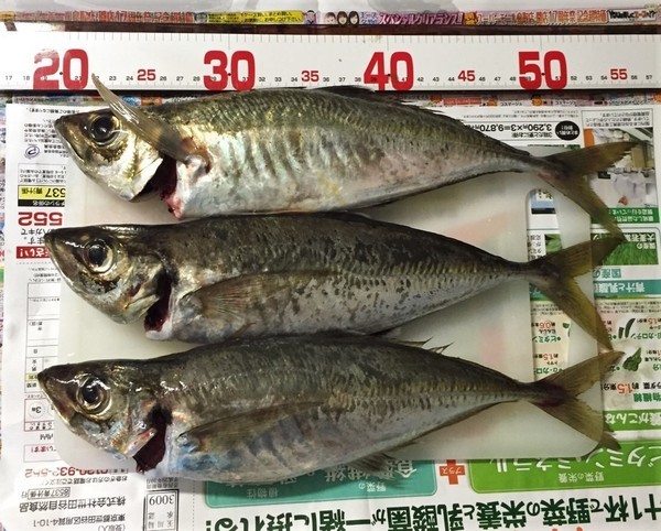 2016年6月12日 鳥取港にて サビキ釣りでアジをねらう 投げ釣りイコイコ